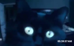 Toàn cảnh chú mèo đen hoạt động về đêm như bóng ma