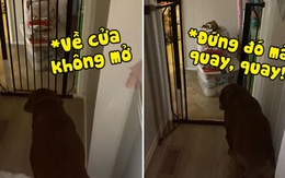 Chú chó mở cửa như muốn phá khi bị chủ mắng