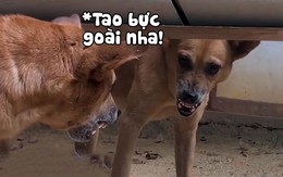 Chú chó gầm gừ giành đồ ăn với bóng mình trong gương