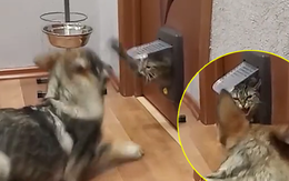 Chú mèo nổi quạu vì 'cậu vàng' ồn ào, phá giấc ngủ trưa