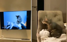 Chú mèo xem tivi bắt chước học cách mát xa