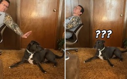 Phản ứng hài hước của chú chó khi bị chủ đánh lén