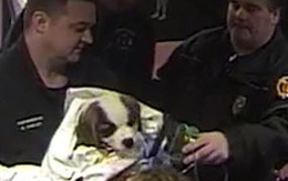 Cảnh sát Mỹ nỗ lực cứu chú chó thoát cơn nguy kịch