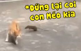 Mèo sợ hãi chạy té khói khi bị chuột tấn công