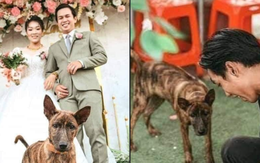 Ảnh vui 12/04: Chú chó đòi xem lại ảnh cưới khi được chụp ké