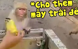 Chú khỉ trèo lên xe xin đồ ăn cho đồng bọn