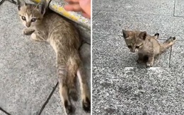 Hành trình cứu chữa chú mèo hoang bị liệt hai chân sống ở ga tàu