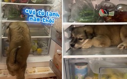 Chú chó mở cửa chui vào tủ lạnh nằm để chống nóng