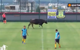 Bò chạy vào sân làm gián đoạn trận đấu