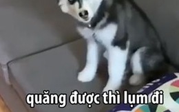 Phản ứng lầy lội của Husky khi bị chủ bắt nhặt bóng