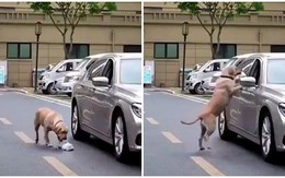 Chú chó nhặt rác trả lại cho tài xế ôtô vứt bừa bãi