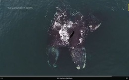 Hai chú cá voi 'ôm nhau' trên biển