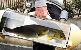 Túi xách 'bể cá di động' của Nhật khiến dân tình xôn xao