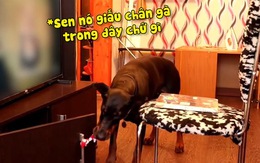 Chú chó lấy chân gà trong tủ đặt lên bàn lừa chủ để được ăn thêm