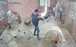 Thanh niên trộm 4 con gà đá giấu vào áo khoác