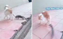 Mèo kinh hồn bạt vía chạy 'la làng' khi bị chuột cắn đuôi