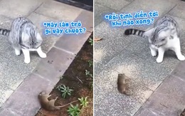 Chuột lăn lộn giả chết trước mặt mèo