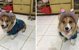 Chú chó corgi nổi tiếng như cồn vì... dịch COVID-19