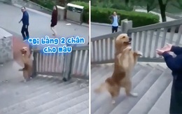 Chú chó biểu diễn đi hai chân lên cầu thang như người