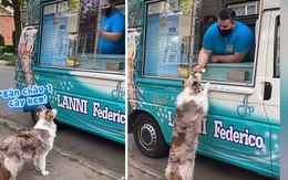 Chú chó dành cả thanh xuân ngồi đợi xe bán kem