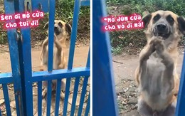Chú chó trốn đi chơi, chắp chân vái lạy xin cô chủ cho vào nhà