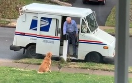 Chú chó ngồi đợi cụ ông đưa thư mỗi ngày đến để vui đùa