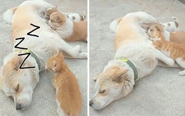 Mèo con nhân lúc chó mẹ ngủ, lén vào bú ké sữa