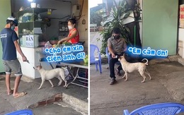 Chú chó thay chủ thu tiền khách như nhân viên chuyên nghiệp