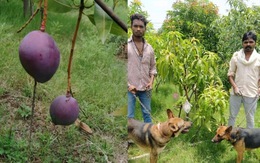 Gia đình Ấn Độ thuê 4 vệ sĩ và 6 con chó dữ để bảo vệ cây xoài quý