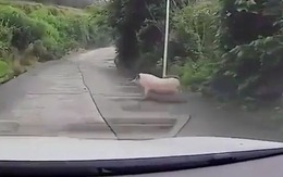 Chú lợn chạy trối chết khi thấy ôtô