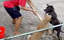Hai chú chó lao vào đánh nhau vì hiểu nhầm ý cậu chủ