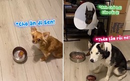 3 chú chó ngồi đợi cậu chủ  búng tay mới dám ăn