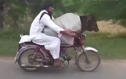 Thanh niên lấy xe máy chở bò đi dạo phố