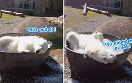 Chú gấu ngâm mình trong chậu nước đá để giải nhiệt ngày nóng