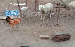 Cừu dùng thiết đầu công đánh gà trống