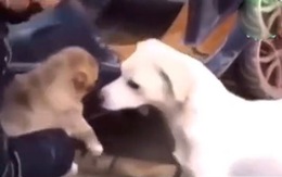 Chó mẹ nghẹn ngào hôn tạm biệt con lần cuối