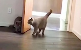 Chú mèo giật nảy người vì bị đồng loại núp sau cửa hù
