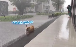 Chó corgi chạy vui đùa dưới mưa như đứa trẻ
