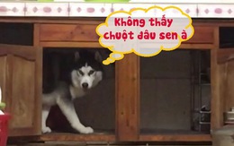 Cô chủ đuổi chuột chạy 'rách dép', ngáo Husky vẫn tìm trong bếp