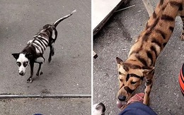 Hai chú chó cưng được chủ hóa trang thành hổ và bộ xương