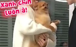 Chú chó hổ báo mỗi khi có cô chủ bên cạnh