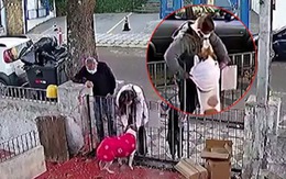 Video hài nhất tuần qua: Chú chó được tặng đồ mới vì bị trộm mất áo