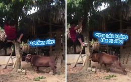 Thanh niên trốn trên cây vì nghịch dại chọc dê nổi điên
