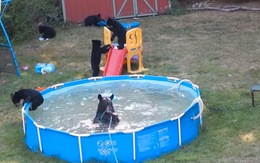 Gia đình gấu đen rủ nhau đại náo hồ bơi để giải nhiệt mùa hè