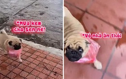 Cún cưng chạy đi mua kem cho chủ trong ngày giãn cách xã hội