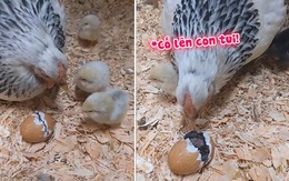 Gà mẹ mổ quanh vỏ trứng để giúp gà con thoát ra ngoài