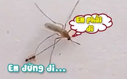 Kiến cắn chân níu kéo không cho muỗi bay