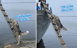 Husky vội leo thang lên thuyền vì sợ bỏ rơi