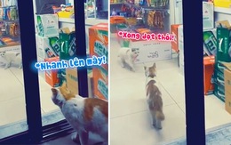 Chú mèo canh cửa cho đồng loại vào siêu thị trộm đồ