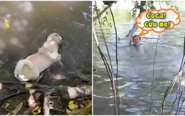 Chú chó không biết bơi vẫn nhảy xuống sông để cứu sen
